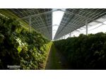 Progetto agricolo ad alto rendimento ed ecocompatibile sull'isola di Martinica