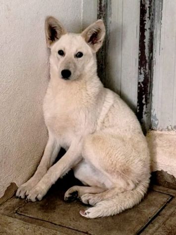 ELVIS CANE IN ADOZIONE