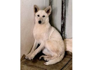 ELVIS CANE IN ADOZIONE
