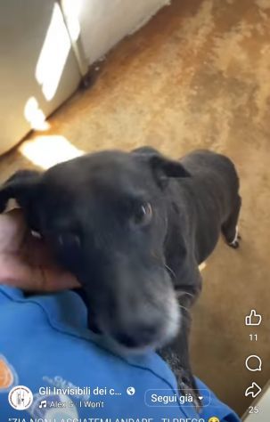 MOZART 15 KG DI BONTĂ€ CAGNOLINO IN ADOZIONE
