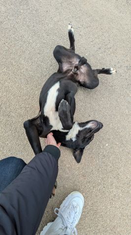 Giovane simil-Amstaff in cerca di famiglia - Foto 7