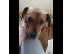 VICTOR TIMIDO E TRANQUILLO, CAGNOLINO IN ADOZIONE