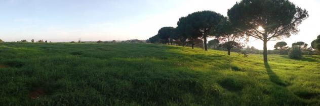Terreno Agricolo - Rif. 2445 - Foto 9