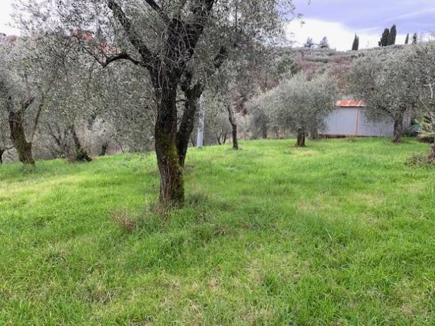 Terreno agricolo in vendita a Colle - Buggiano 5500 mq Rif: 1311347