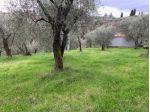 Terreno agricolo in vendita a Colle - Buggiano 5500 mq  Rif: 1311347
