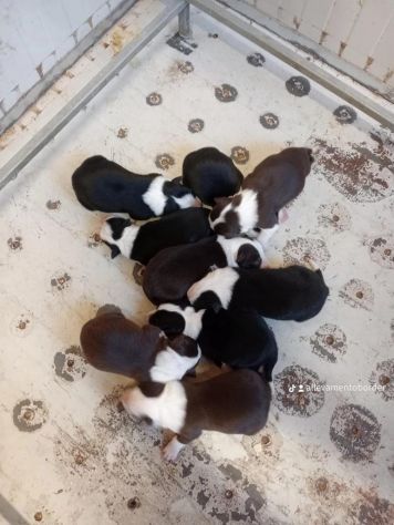 Cuccioli Border Collie di alta genealogia - Foto 10