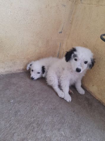 CUCCIOLI 2 MESI TAGLIA MEDIA IN CANILE - Foto 2