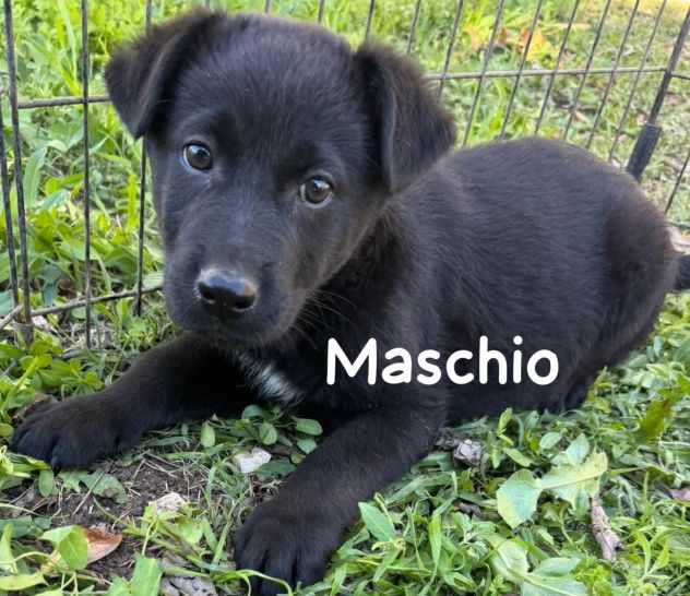 CUCCIOLI IN CANILE Hanno 3 mesi, taglia media. - Foto 5