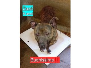 ZAZA' straordinario dolce simpaticone cane in adozione
