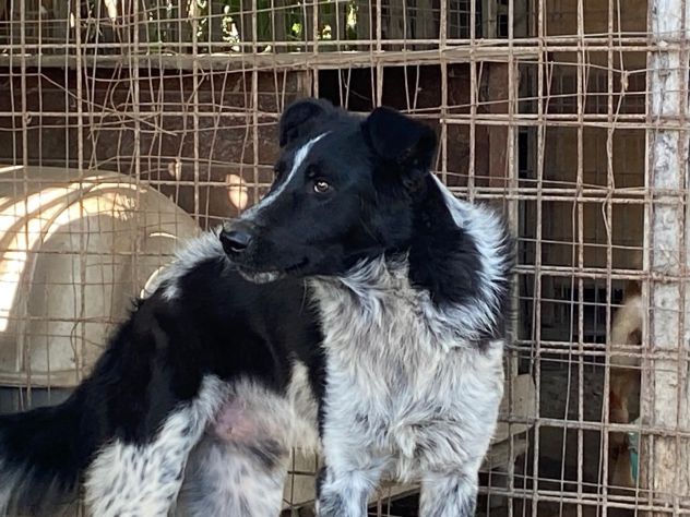 TOTÒ ADORABILE CERCA CASA, CANE IN ADOZIONE - Foto 3