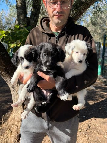 Regalo cuccioli - Foto 5