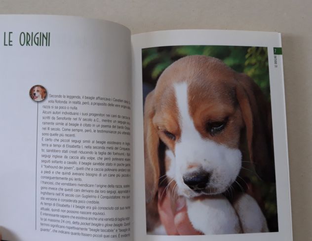 Beagle - Foto 4