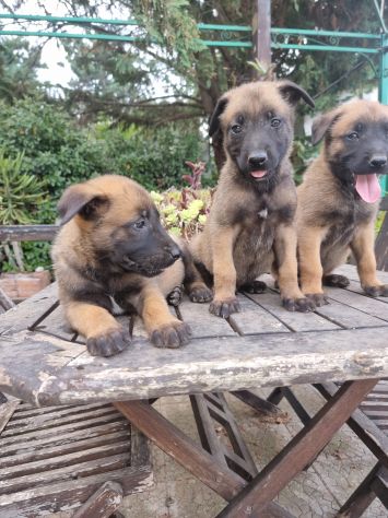 Cuccioli Allevamento Pastore Belga Malinois in Puglia Bari Lecce Taranto Foggia - Foto 4