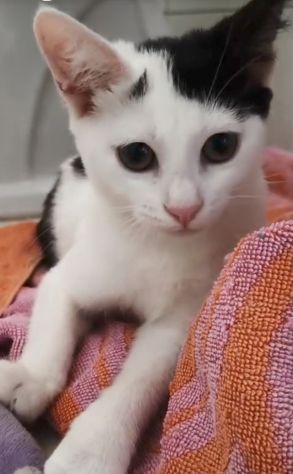 regalo gatto adozione di amore