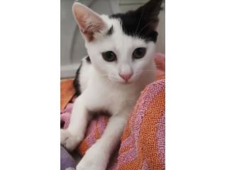 regalo gatto adozione di amore