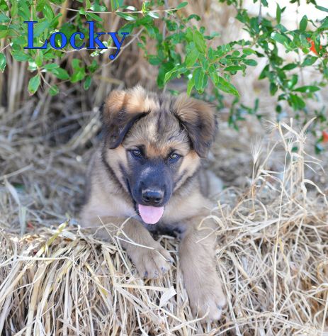 Locky ed Elvis bellissimi cuccioli taglia grande - Foto 8