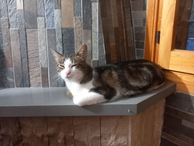 MICKY, adorabile micino da adottare! - Foto 6