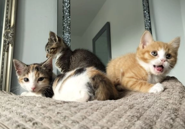 Eccezionali gattini di munchkin