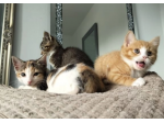 Eccezionali gattini di munchkin