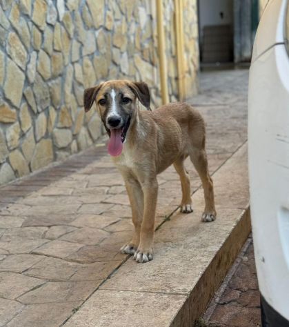 CUCCIOLO IN ADOZIONE TOMMY - Foto 8