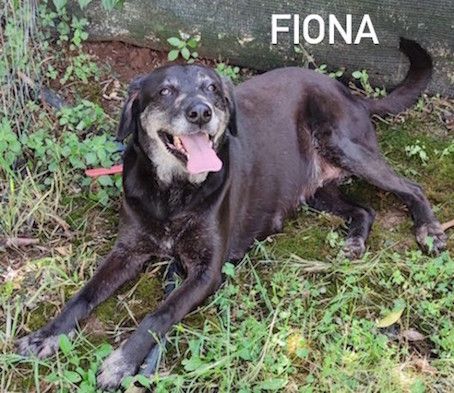 Fiona simil labrador