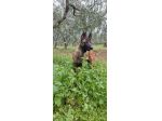 Cucciolata Pastore Belga Malinois con pedigree