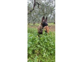 Cucciolata Pastore Belga Malinois con pedigree