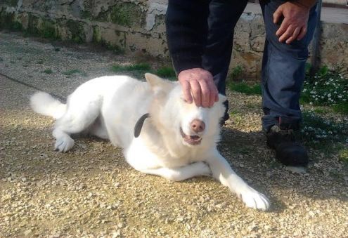 MAX, adozione urgente - Foto 2
