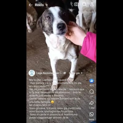 MOLLY, CERCA COCCOLE E ATTENZIONI, CAGNOLINA IN ADOZIONE, TAGLIA MEDIO PICCOLA - Foto 8