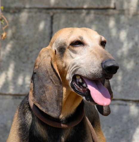 Pippo un tesoro di cane,dolcissimo,socievole e bellissimo, che aspetti?chiama! - Foto 3