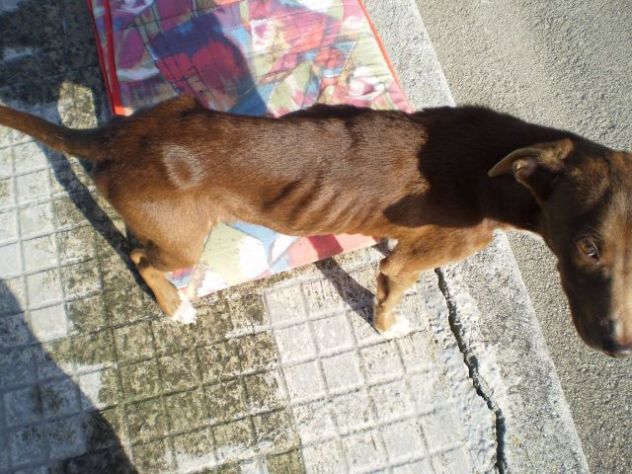 AKYTA, cucciolotta dolcissima - Foto 4