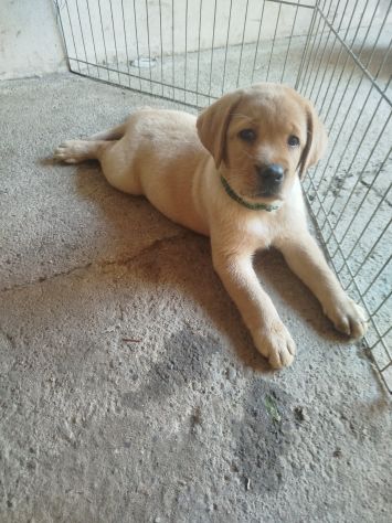 Cucciolo di Labrador Retriever - Foto 6