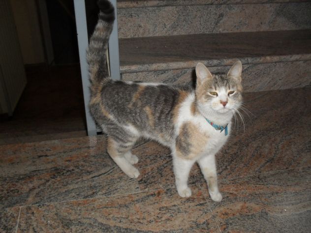 OLIVIA, dolcissima gattina abbandonata - Foto 4