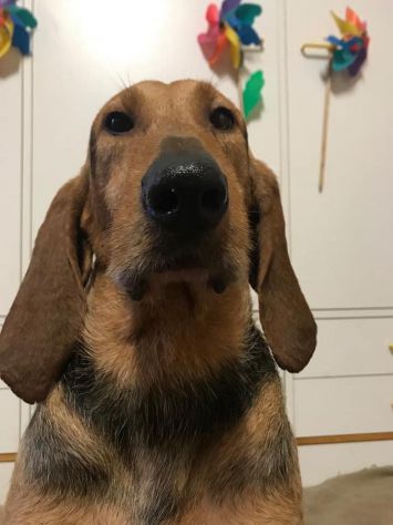 DRAGO, segugio italiano a pelo forte - Foto 6