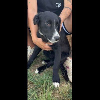 FLIC LA TENEREZZA CERCA CASA, CUCCIOLO IN ADOZIONE - Foto 7