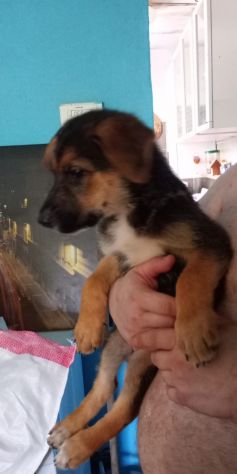 CUCCIOLI - Foto 4