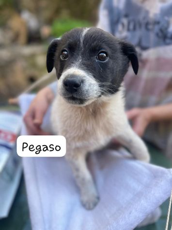Pegaso cucciolo - Foto 2