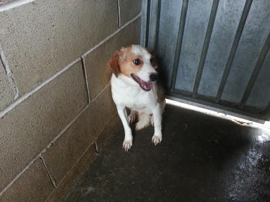 SARA, dolce cagnolina - Foto 2