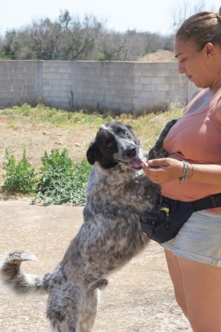 Tanju il bellissimo cane da adottare - Foto 2