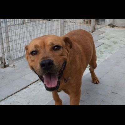 RED CERCA SALVEZZA CANE IN ADOZIONE - Foto 3