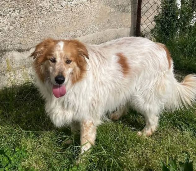 MATTIA ADORABILE CANE IN ADOZIONE - Foto 3