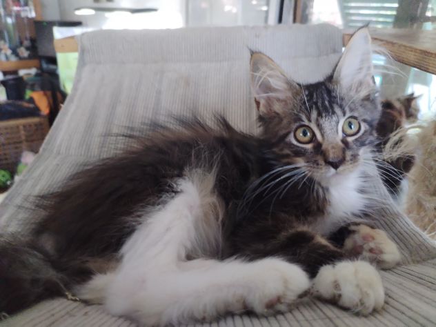 Gattini maine coon - Foto 9