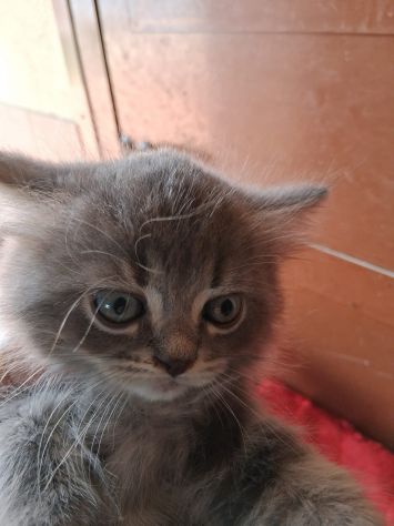 Simil Persiani - Foto 3