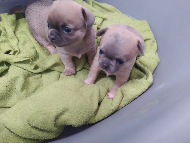 Chihuahua cucciole femmine - Foto 5
