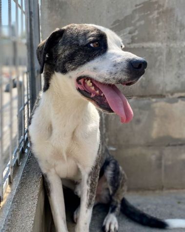 MAX: forza e tenerezza - Foto 7