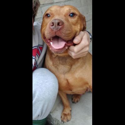 EMMER UNA NUOVA VITA, CANE IN ADOZIONE - Foto 2