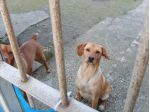 JACK E JESS, mix rhodesian