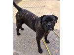 ERCOLE CANE CORSO TIGRATO 7 ANNI
