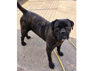 ERCOLE CANE CORSO TIGRATO 7 ANNI