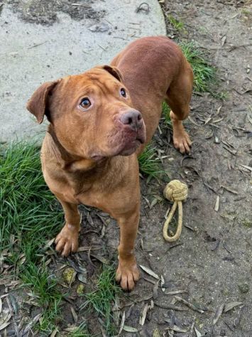 EMMER UNA NUOVA VITA, CANE IN ADOZIONE - Foto 7